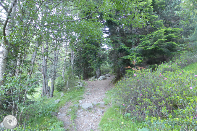 Camino de Prat Primer y bosque de la Caülla 1 