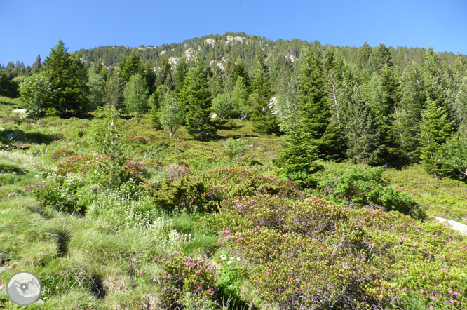 Camino de Prat Primer y bosque de la Caülla 1 