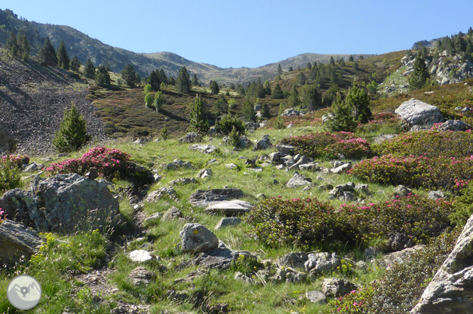 Camino de Prat Primer y bosque de la Caülla 1 