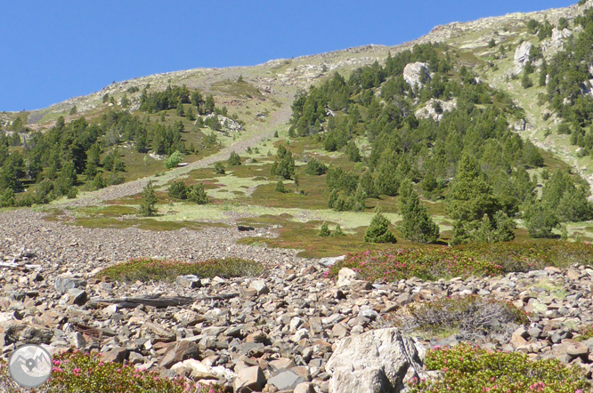 Camino de Prat Primer y bosque de la Caülla 1 