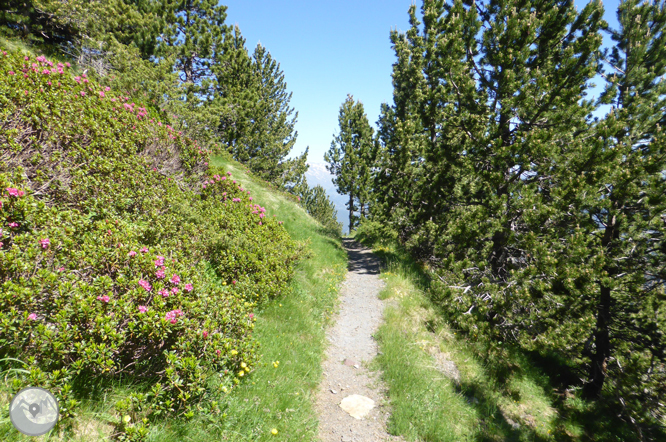 Camino de Prat Primer y bosque de la Caülla 1 