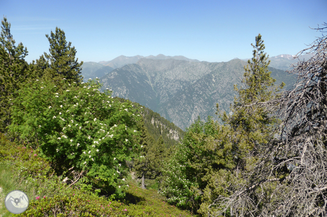 Camino de Prat Primer y bosque de la Caülla 1 