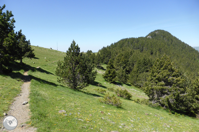 Camino de Prat Primer y bosque de la Caülla 1 