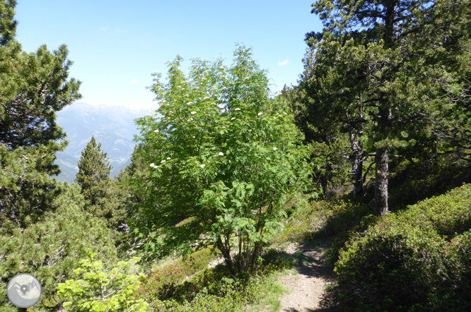 Camino de Prat Primer y bosque de la Caülla 1 