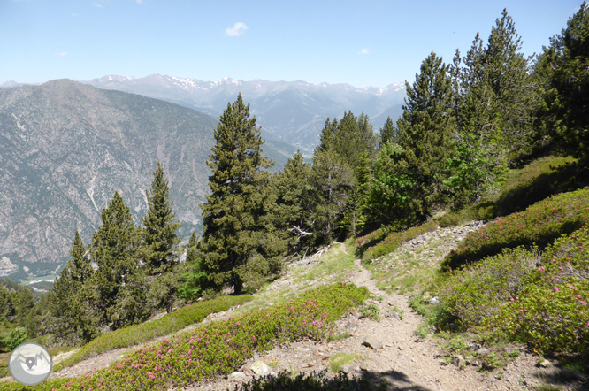 Camino de Prat Primer y bosque de la Caülla 1 