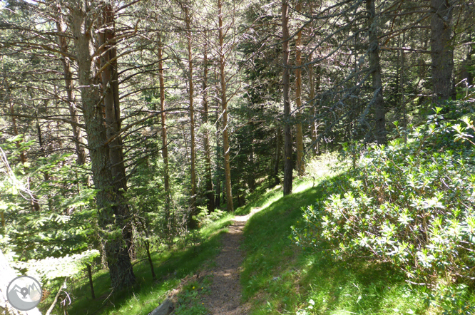 Camino de Prat Primer y bosque de la Caülla 1 