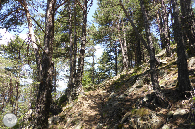 Camino de Prat Primer y bosque de la Caülla 1 