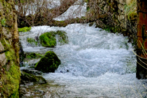 Agua abundante en las fuentes del Cardener.