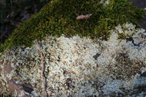 Liquen en las rocas del camino.