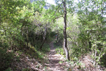 Durante muchos tramos del barranco, el bosque es denso.