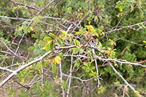 Rosal silvestre al borde del camino.