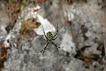 Araña tigre.