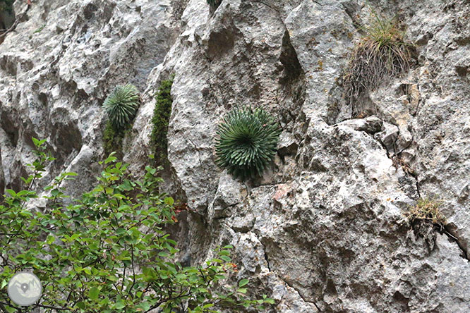 Camino del Portús desde Adons 1 