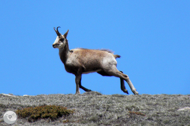 Cap de Boumort (2.077m) desde Hortoneda 1 