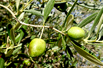 Detalle de olivo.
