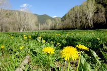 Prados de pasto en Savarneda.