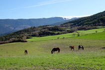 Pastos camino a Malmercat.