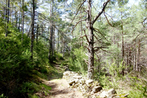 Pinar de pino rojo en el castillo de Arcalís.