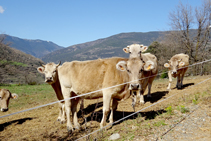 Vacas cerca de la borda de Soliguer.