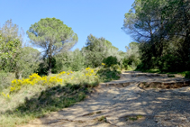 Aulagas camino a Sant Miquel.