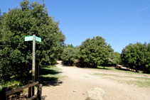 El encinar en la montaña de Sant Miquel.