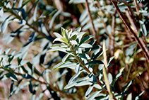 La lechetrezna arborea (<i>Euphorbia dendroides</i>) es una planta bastante habitual en el macizo del Montgrí.
