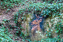 Pintada de un ciervo en un muro.