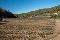 Viñedo situado junto a la carretera de Olivella a Can Grau.