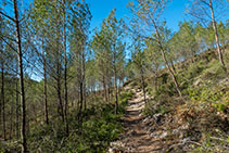 Plácido sendero que asciende entre pinos blancos.