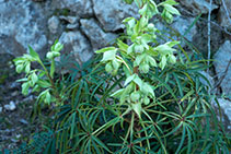 Eléboro florido, una planta venenosa con la que antiguamente se envenenaban las flechas.