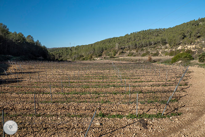 Camino del Castillo Viejo de Olivella 1 