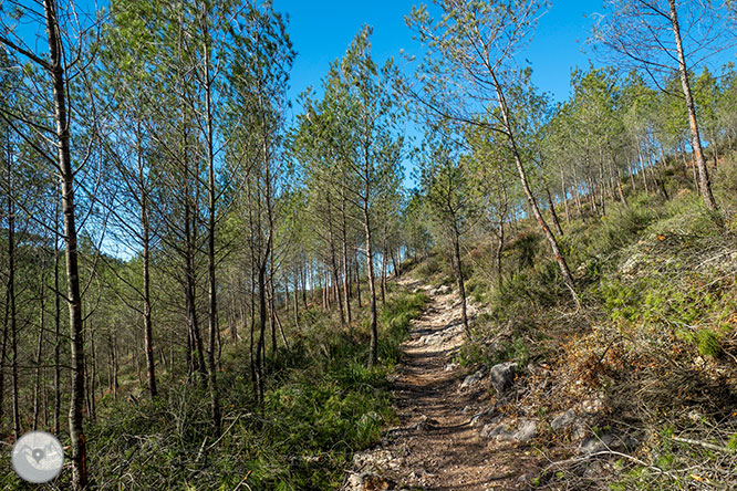 Camino del Castillo Viejo de Olivella 1 