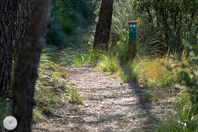 Camino del Castillo Viejo de Olivella 1 