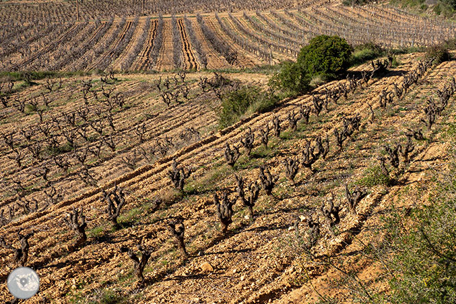 Camino del Castillo Viejo de Olivella 1 