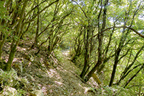 Bajo los riscos de Pujolràs el camino atraviesa un frondoso bosque de encinas.