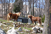 Caballos, llegando a Sant Corneli.