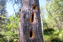 Los pájaros carpinteros viven mayoritariamente en bosques subalpinos, donde hacen sus nidos golpeando los troncos con su pico.