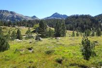 El pino negro es el gran dominador de la alta montaña.