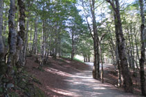 En algunos tramos el camino avanza a través de un hermoso bosque.