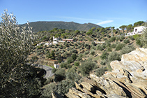 Campos de olivos y bosques de pinos. Al fondo, la montaña del Pení.