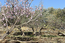 Campos de olivos con algún almendro.