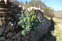 Euphorbia Dendroides.