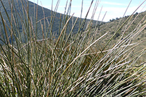 Juncos en la fuente de Maideu.