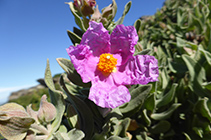 Malezas de estepa blanca.