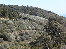 Bancales de olivos en la vertiente meridional de la Montaña Negra.