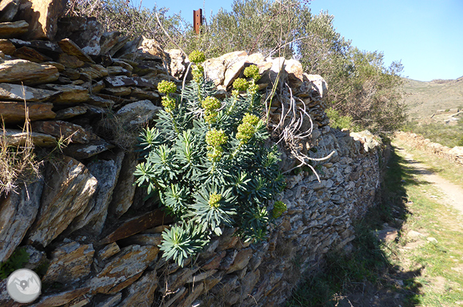 Montaña Negra de Cadaqués 1 