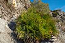 Vegetación típica de esta zona y del Garraf: el palmito, la única palmera autóctona de la península ibérica y las islas Baleares.