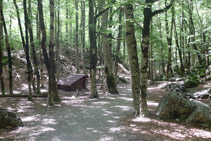 Avanzamos a través de un bonito bosque de hayas.