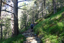 Avanzamos por el interior de un bosque.