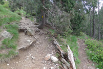 Seguimos el camino de la izquierda. Hay una señal amarilla en un árbol.